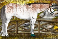 Horse Color:White Spotted Bay Splash  and White Spotted Bay Splash 