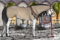 Horse Color:Brown Dun Splash 