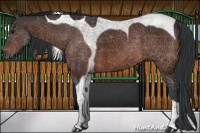 Horse Color:Brown Tobiano 