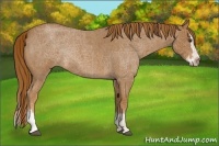 Horse Color:Red Roan Splash 