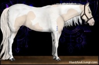Horse Color:Gold Cream Champagne Tobiano