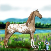Horse Color:Red Dun Appaloosa 