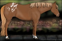 Horse Color:Chestnut Appaloosa 