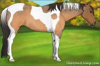 Horse Color:Buckskin Roan Tobiano