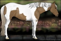 Horse Color:Chocolate Palomino Roan Tobiano 