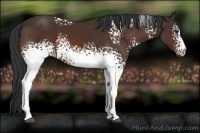 Horse Color:White Spotted Bay 