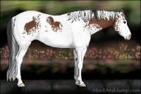 Horse Color:White Spotted Bay Tobiano 
