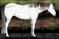 Horse Color:White Spotted Brown Roan Splash Appaloosa