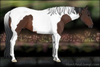 Horse Color:Bay Tobiano