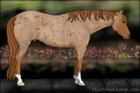 Horse Color:Red Roan 