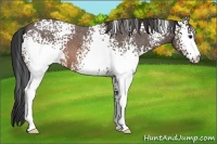 Horse Color:White Spotted Brown Roan 