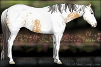 Horse Color:White Spotted Buckskin Tobiano 