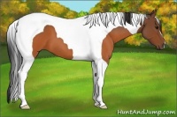 Horse Color:Brown Roan Tobiano 
