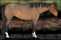 Horse Color:Buckskin Roan