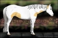 Horse Color:Buckskin Splash Tobiano 