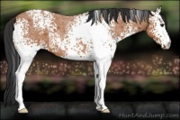 Horse Color:White Spotted Bay Roan