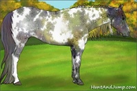 Horse Color:Nacre White Spotted Black Ice 