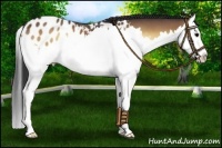 Horse Color:Bay Roan Onyx Splash Appaloosa 