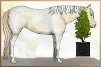 Horse Color:Perlino Roan Tobiano 