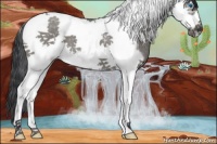 Horse Color:Grullo Roan Splash Tobiano Frame 