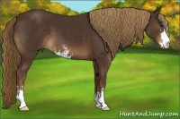 Horse Color:Liver Chestnut Sabino 