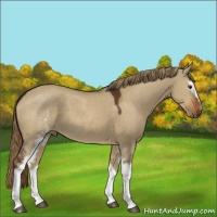 Horse Color:White Spotted Liver Red Dun 