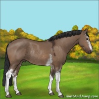Horse Color:White Spotted Brown Dun Rabicano 