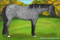 Horse Color:Blue Roan