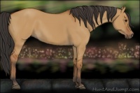 Horse Color:Bay Dun Rabicano 