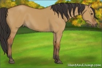 Horse Color:Bay Dun Sabino 