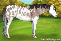 Horse Color:Bay Ice Dun Sabino Splash Appaloosa 
