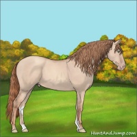 Horse Color:Gold Champagne Dun 