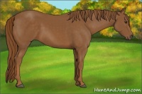 Horse Color:Chestnut Sabino 