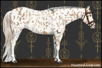 Horse Color:Palomino Near Leopard  and Chestnut Near Leopard 