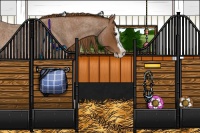 Horse Color:Red Roan Splash 