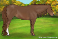 Horse Color:Gray Chestnut 