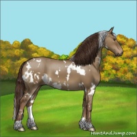 Horse Color:White Spotted Liver Red Dun 