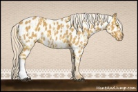 Horse Color:Palomino Appaloosa  and Palomino Appaloosa 