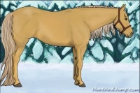 Horse Color:Palomino 