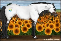 Horse Color:Brown Appaloosa 