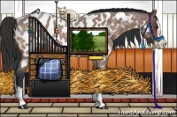 Horse Color:Bay Roan Splash Appaloosa 