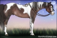 Horse Color:Liver Chestnut Splash Tobiano 