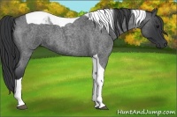 Horse Color:Blue Roan Tobiano 