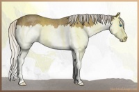 Horse Color:Silver Buckskin Roan Splash Rabicano 