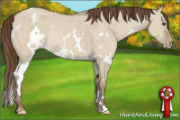 Horse Color:White Spotted Classic Champagne Dun Appaloosa Rabicano 
