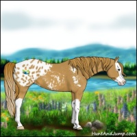Horse Color:Chestnut Splash Appaloosa 