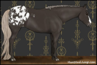 Horse Color:Gray Silver Black Appaloosa 