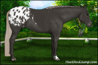 Horse Color:Gray Silver Black Appaloosa 
