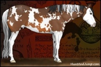 Horse Color:White Spotted Bay Splash