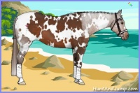 Horse Color:White Spotted Liver Chestnut 